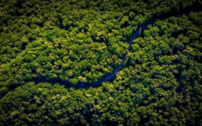 Deforestation, Cows, and Data Data Powered Positive Deviance Pilot in Ecuador’s Amazon