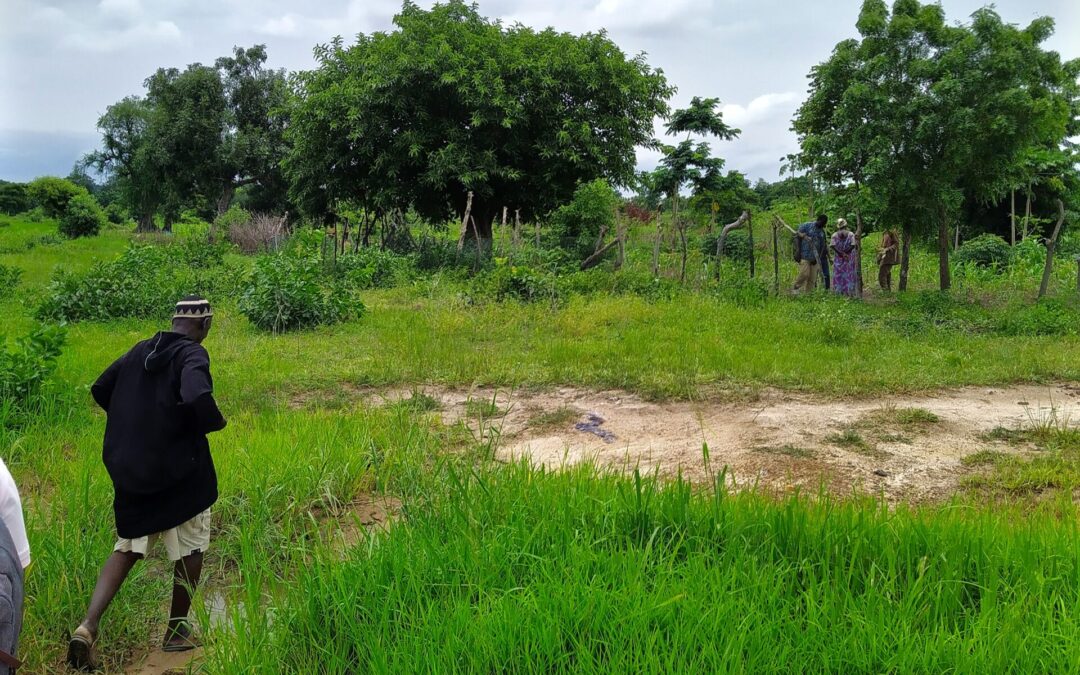 Exploring Scalable Practices Towards Tree Conservation: Results from a Data Powered Positive Deviance Study in Northern Ghana